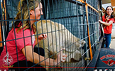  teacher in cage with pig